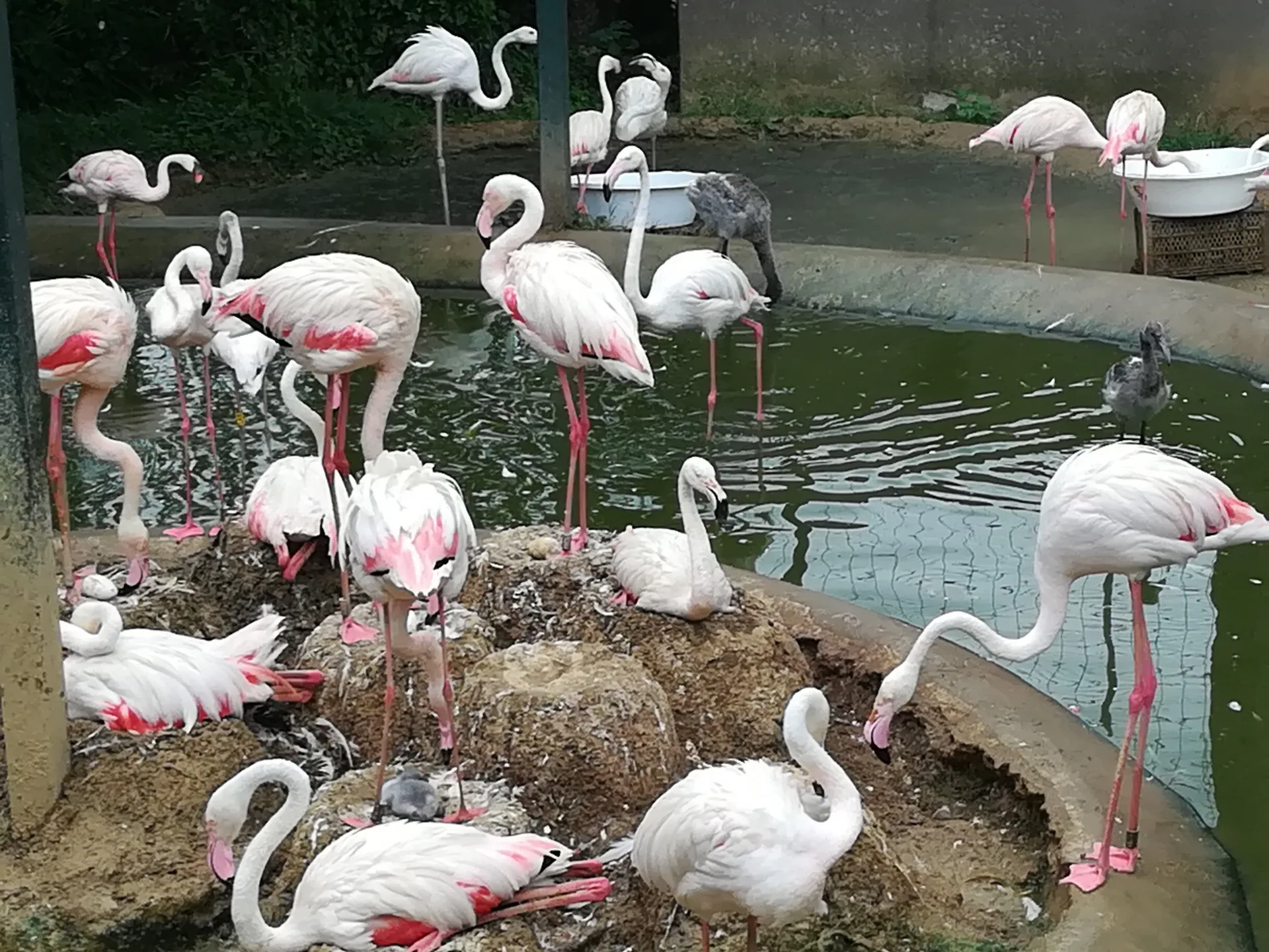 darica zoo